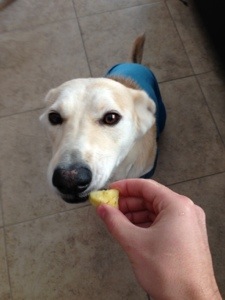 My dog Keena eating Pineapple (flatulence ensues)