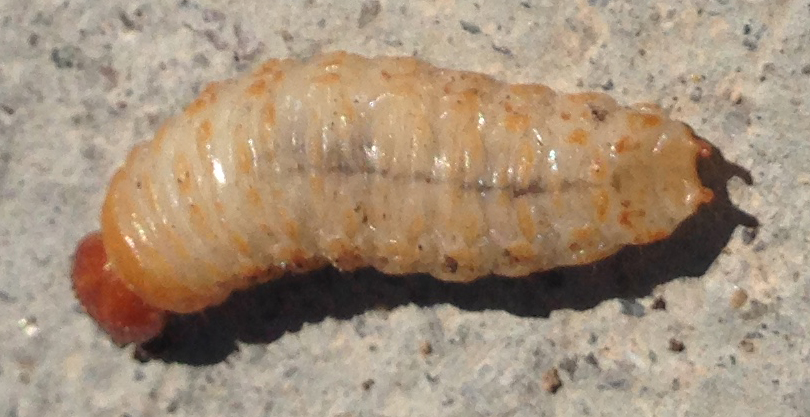 Agave Snout Weevil Larvae