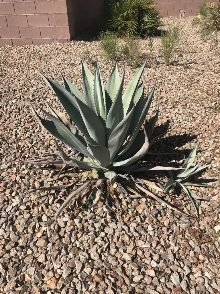 Agave that Weevils infested but regrew after pesticide was applied