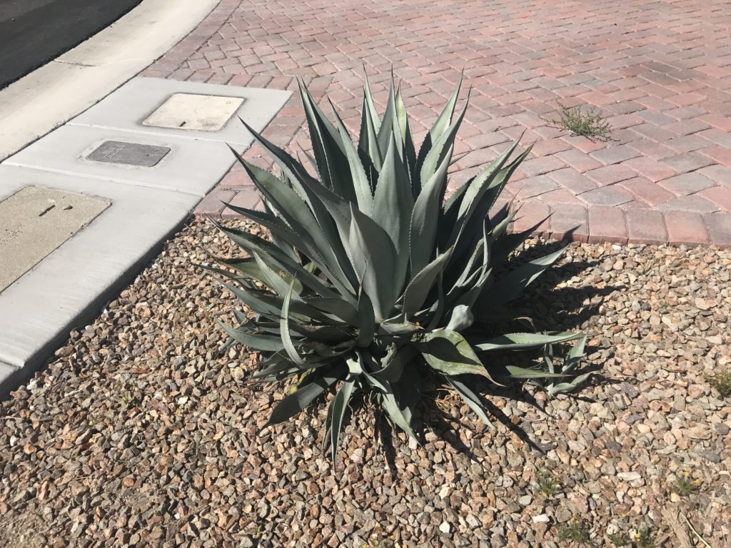 Agave that was run over by a car but grew back