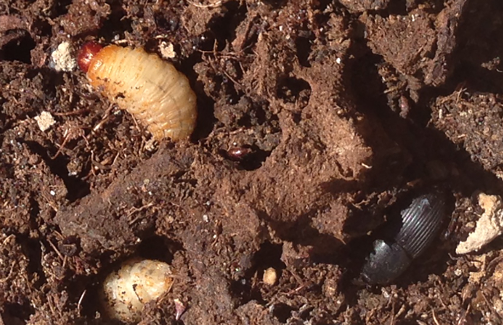 Weevil Beetle & Larvae that wilted & killed Agave