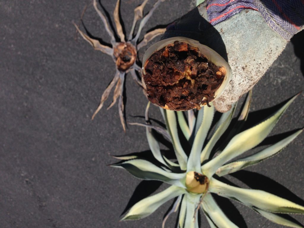 base of decayed agave stem killed by weevils